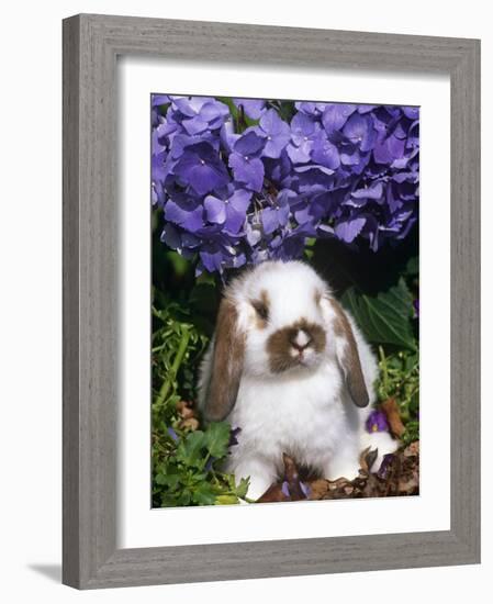 Baby Holland Lop Eared Rabbit, Amongst Hydrangeas, USA-Lynn M. Stone-Framed Photographic Print