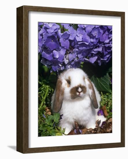 Baby Holland Lop Eared Rabbit, Amongst Hydrangeas, USA-Lynn M. Stone-Framed Photographic Print