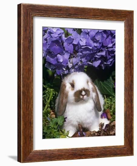 Baby Holland Lop Eared Rabbit, Amongst Hydrangeas, USA-Lynn M. Stone-Framed Photographic Print