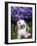 Baby Holland Lop Eared Rabbit, Amongst Hydrangeas, USA-Lynn M. Stone-Framed Photographic Print