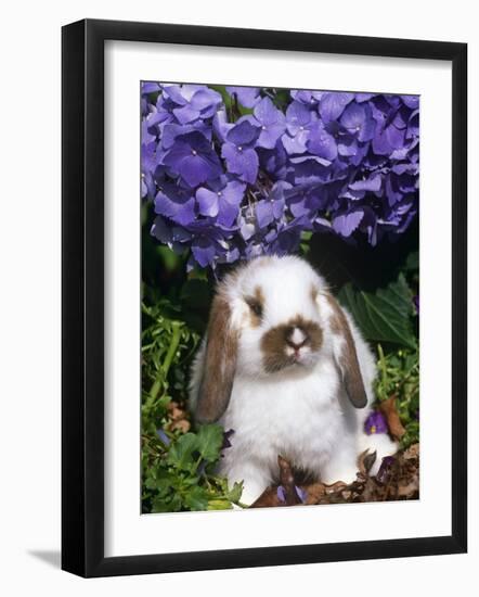 Baby Holland Lop Eared Rabbit, Amongst Hydrangeas, USA-Lynn M. Stone-Framed Photographic Print