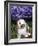 Baby Holland Lop Eared Rabbit, Amongst Hydrangeas, USA-Lynn M. Stone-Framed Photographic Print