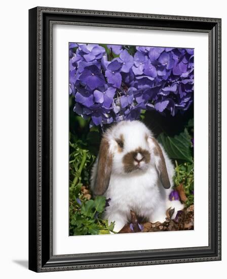 Baby Holland Lop Eared Rabbit, Amongst Hydrangeas, USA-Lynn M. Stone-Framed Photographic Print