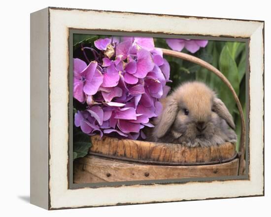 Baby Holland Lop Eared Rabbit in Basket, USA-Lynn M. Stone-Framed Premier Image Canvas