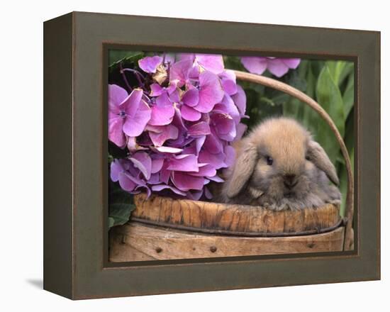 Baby Holland Lop Eared Rabbit in Basket, USA-Lynn M. Stone-Framed Premier Image Canvas