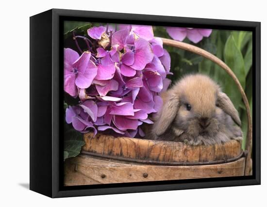 Baby Holland Lop Eared Rabbit in Basket, USA-Lynn M. Stone-Framed Premier Image Canvas