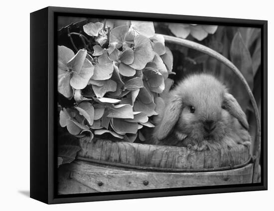 Baby Holland Lop Eared Rabbit in Basket, USA-Lynn M^ Stone-Framed Premier Image Canvas