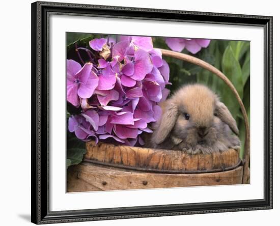 Baby Holland Lop Eared Rabbit in Basket, USA-Lynn M. Stone-Framed Photographic Print