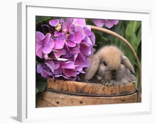 Baby Holland Lop Eared Rabbit in Basket, USA-Lynn M. Stone-Framed Photographic Print