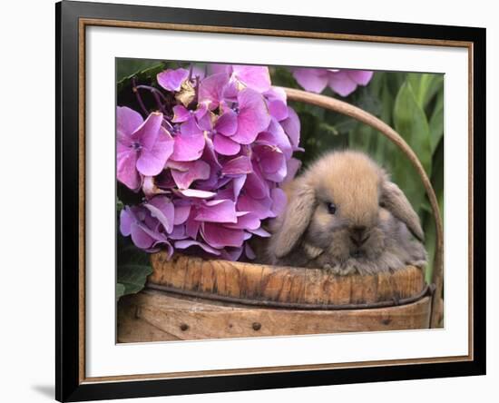 Baby Holland Lop Eared Rabbit in Basket, USA-Lynn M. Stone-Framed Photographic Print