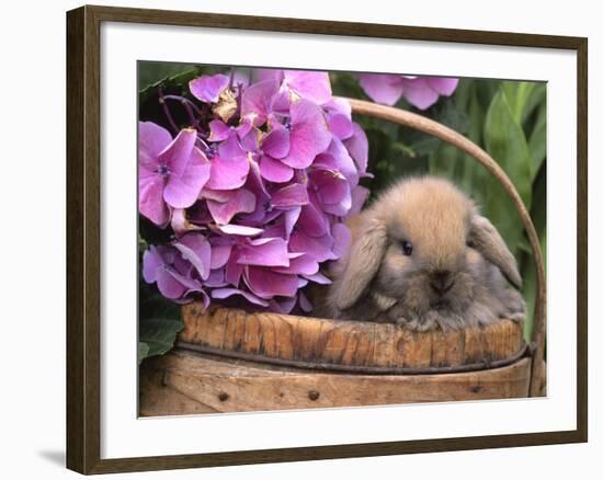 Baby Holland Lop Eared Rabbit in Basket, USA-Lynn M. Stone-Framed Photographic Print