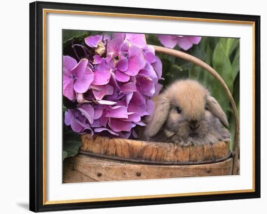 Baby Holland Lop Eared Rabbit in Basket, USA-Lynn M. Stone-Framed Photographic Print