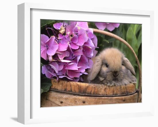 Baby Holland Lop Eared Rabbit in Basket, USA-Lynn M. Stone-Framed Photographic Print