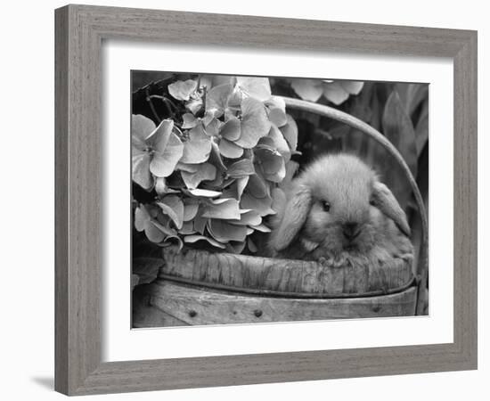 Baby Holland Lop Eared Rabbit in Basket, USA-Lynn M^ Stone-Framed Photographic Print