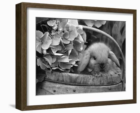 Baby Holland Lop Eared Rabbit in Basket, USA-Lynn M^ Stone-Framed Photographic Print