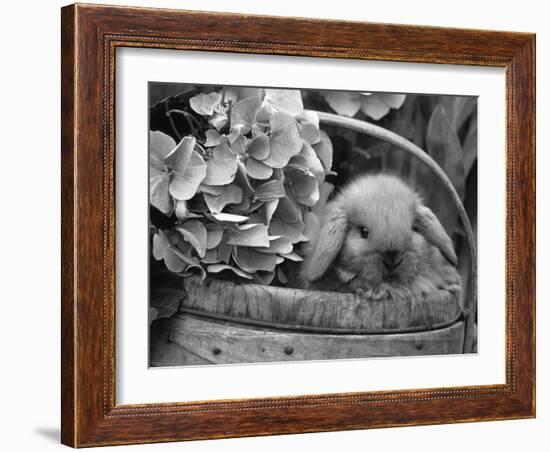 Baby Holland Lop Eared Rabbit in Basket, USA-Lynn M^ Stone-Framed Photographic Print