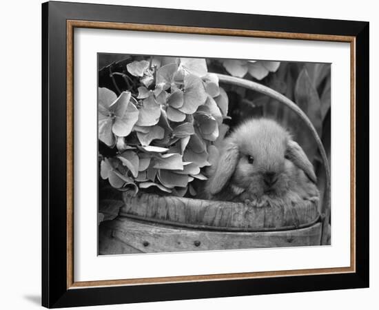 Baby Holland Lop Eared Rabbit in Basket, USA-Lynn M^ Stone-Framed Photographic Print