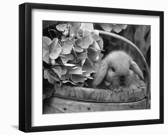 Baby Holland Lop Eared Rabbit in Basket, USA-Lynn M^ Stone-Framed Photographic Print