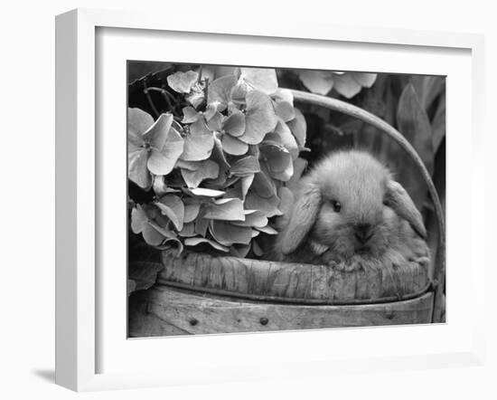 Baby Holland Lop Eared Rabbit in Basket, USA-Lynn M^ Stone-Framed Photographic Print