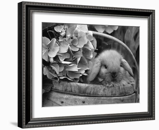 Baby Holland Lop Eared Rabbit in Basket, USA-Lynn M^ Stone-Framed Photographic Print