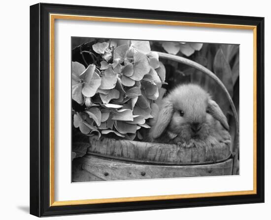 Baby Holland Lop Eared Rabbit in Basket, USA-Lynn M^ Stone-Framed Photographic Print