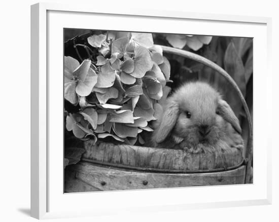 Baby Holland Lop Eared Rabbit in Basket, USA-Lynn M^ Stone-Framed Photographic Print