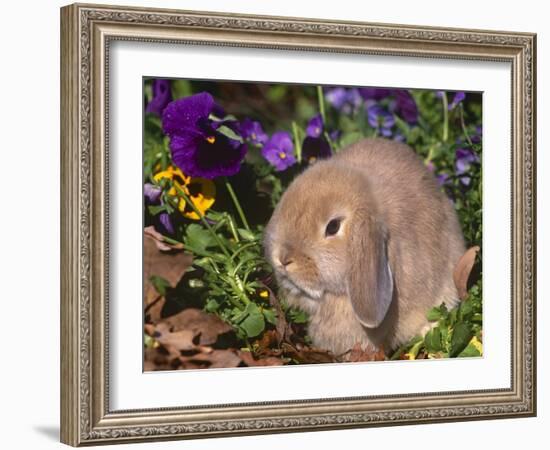 Baby Holland Lop Eared Rabbit, USA-Lynn M. Stone-Framed Photographic Print