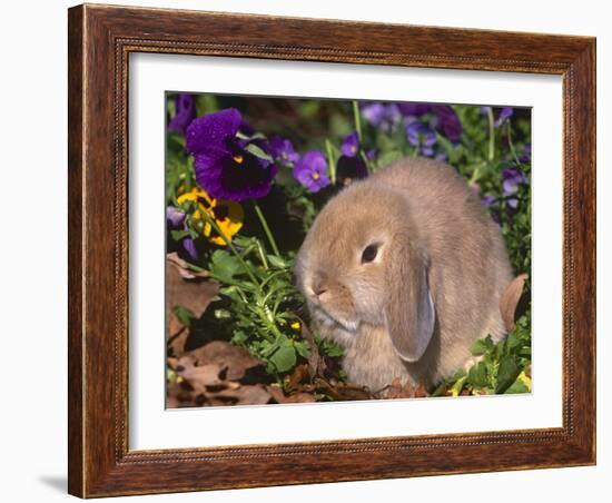 Baby Holland Lop Eared Rabbit, USA-Lynn M. Stone-Framed Photographic Print