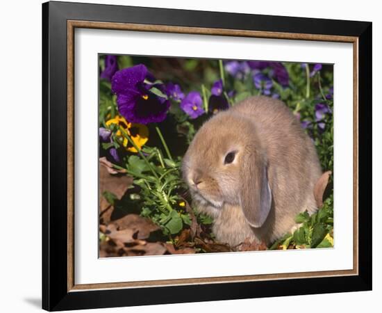 Baby Holland Lop Eared Rabbit, USA-Lynn M. Stone-Framed Photographic Print