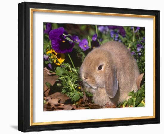 Baby Holland Lop Eared Rabbit, USA-Lynn M. Stone-Framed Photographic Print