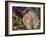 Baby Holland Lop Eared Rabbit, USA-Lynn M. Stone-Framed Photographic Print