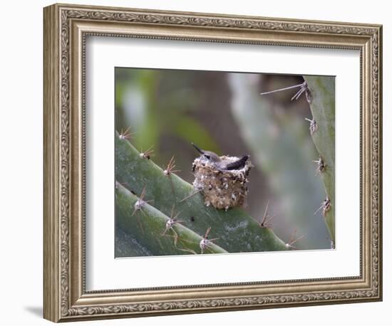 Baby Hummingbird in nest.-Zandria Muench Beraldo-Framed Photographic Print