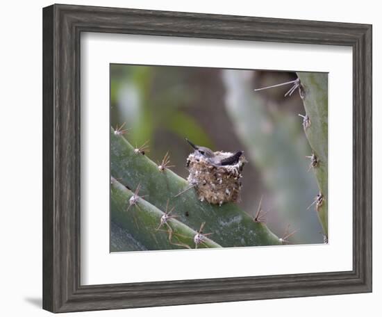 Baby Hummingbird in nest.-Zandria Muench Beraldo-Framed Photographic Print