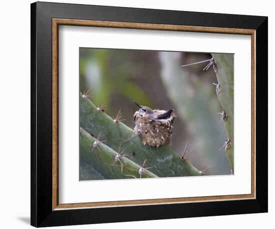 Baby Hummingbird in nest.-Zandria Muench Beraldo-Framed Photographic Print