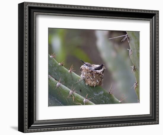 Baby Hummingbird in nest.-Zandria Muench Beraldo-Framed Photographic Print