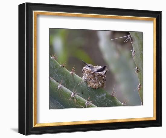 Baby Hummingbird in nest.-Zandria Muench Beraldo-Framed Photographic Print