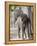 Baby Indian Elephant, Will be Trained to Carry Tourists, Bandhavgarh National Park, India-Tony Heald-Framed Premier Image Canvas