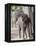 Baby Indian Elephant, Will be Trained to Carry Tourists, Bandhavgarh National Park, India-Tony Heald-Framed Premier Image Canvas