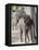 Baby Indian Elephant, Will be Trained to Carry Tourists, Bandhavgarh National Park, India-Tony Heald-Framed Premier Image Canvas