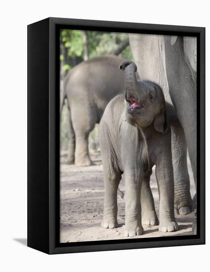 Baby Indian Elephant, Will be Trained to Carry Tourists, Bandhavgarh National Park, India-Tony Heald-Framed Premier Image Canvas