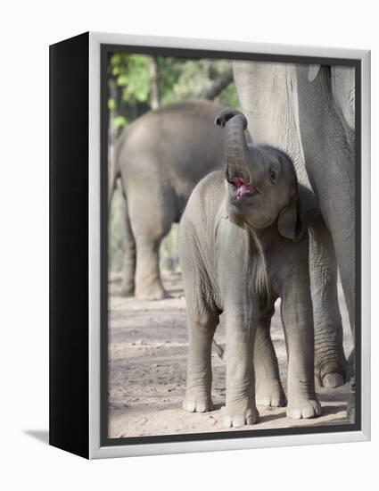 Baby Indian Elephant, Will be Trained to Carry Tourists, Bandhavgarh National Park, India-Tony Heald-Framed Premier Image Canvas