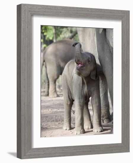 Baby Indian Elephant, Will be Trained to Carry Tourists, Bandhavgarh National Park, India-Tony Heald-Framed Photographic Print