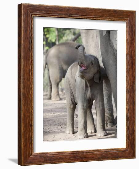 Baby Indian Elephant, Will be Trained to Carry Tourists, Bandhavgarh National Park, India-Tony Heald-Framed Photographic Print