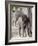 Baby Indian Elephant, Will be Trained to Carry Tourists, Bandhavgarh National Park, India-Tony Heald-Framed Photographic Print