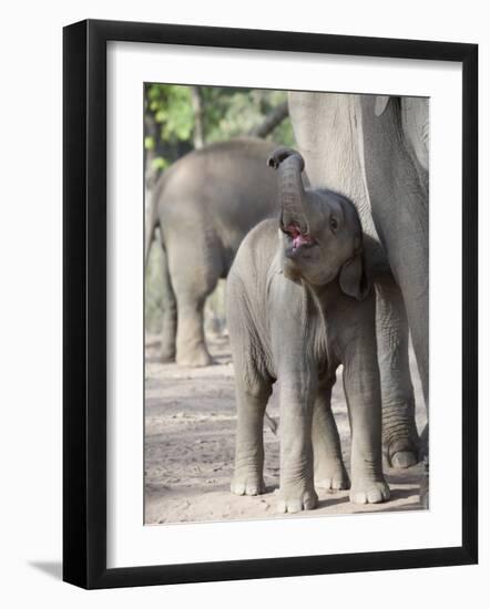 Baby Indian Elephant, Will be Trained to Carry Tourists, Bandhavgarh National Park, India-Tony Heald-Framed Photographic Print