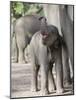 Baby Indian Elephant, Will be Trained to Carry Tourists, Bandhavgarh National Park, India-Tony Heald-Mounted Photographic Print