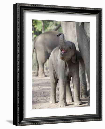 Baby Indian Elephant, Will be Trained to Carry Tourists, Bandhavgarh National Park, India-Tony Heald-Framed Photographic Print