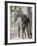 Baby Indian Elephant, Will be Trained to Carry Tourists, Bandhavgarh National Park, India-Tony Heald-Framed Photographic Print