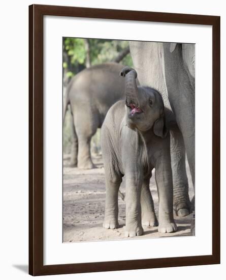 Baby Indian Elephant, Will be Trained to Carry Tourists, Bandhavgarh National Park, India-Tony Heald-Framed Photographic Print