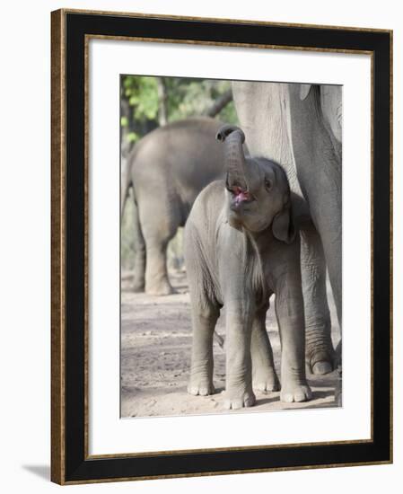 Baby Indian Elephant, Will be Trained to Carry Tourists, Bandhavgarh National Park, India-Tony Heald-Framed Photographic Print